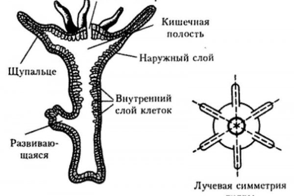 Darknet как войти